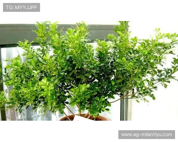 米兰开花后施肥的科学方案,促进树木根系发达和花芽形成 米兰开花后施肥的科学方案,促进树木根系发达和花芽形成